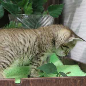 Katuysha (Катюша), кошки и котята Pixiebob (пиксибоб)