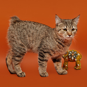Koko Shanel (Коко Шанель), кошки и котята Pixiebob (пиксибоб)