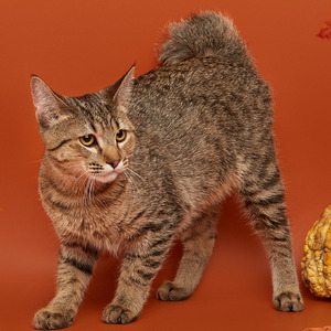 Krutyshka (Крутышка), кошки и котята Pixiebob (пиксибоб)