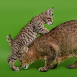 Chuk (Чук), кошки и котята Pixiebob (пиксибоб)