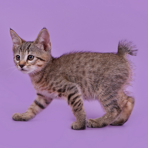 Kitty (Кити), кошки и котята Pixiebob (пиксибоб)