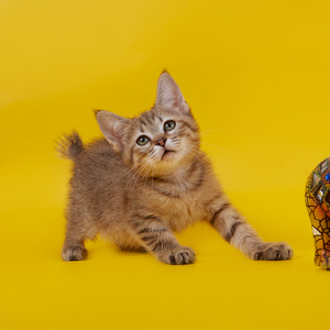 Aguscha (Агуша), кошки и котята Pixiebob (пиксибоб)