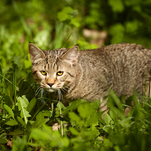 Фото котенка PixieHouse Sniper (Снайпер) (Питомник пиксибобов Новосибирск)