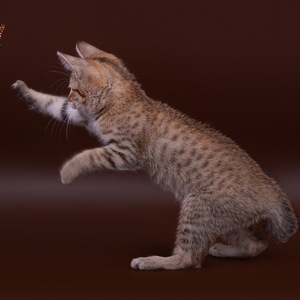 Curcuma (Куркума), кошки и котята Pixiebob (пиксибоб)