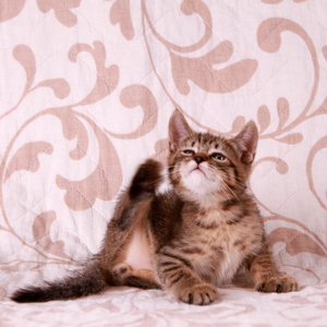 Фото котенка PixieHouse Stilian (Стилиан) (Питомник пиксибобов Новосибирск)