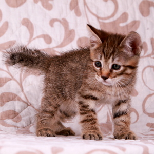 Фото котенка PixieHouse Samuel (Самуэль) (Питомник пиксибобов Новосибирск)