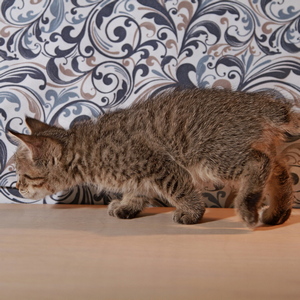 Molly (Молли), кошки и котята Pixiebob (пиксибоб)