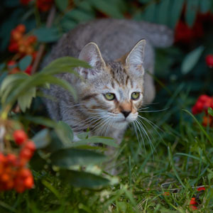 Фото котенка MagicalWoods Dinamit(Динамит) (Питомник пиксибобов Новосибирск)