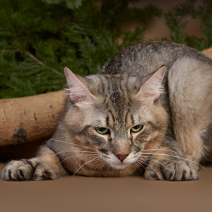 Kohinor(Кохинор), кошки и котята Pixiebob (пиксибоб)